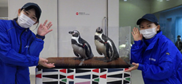 Penguin photo session