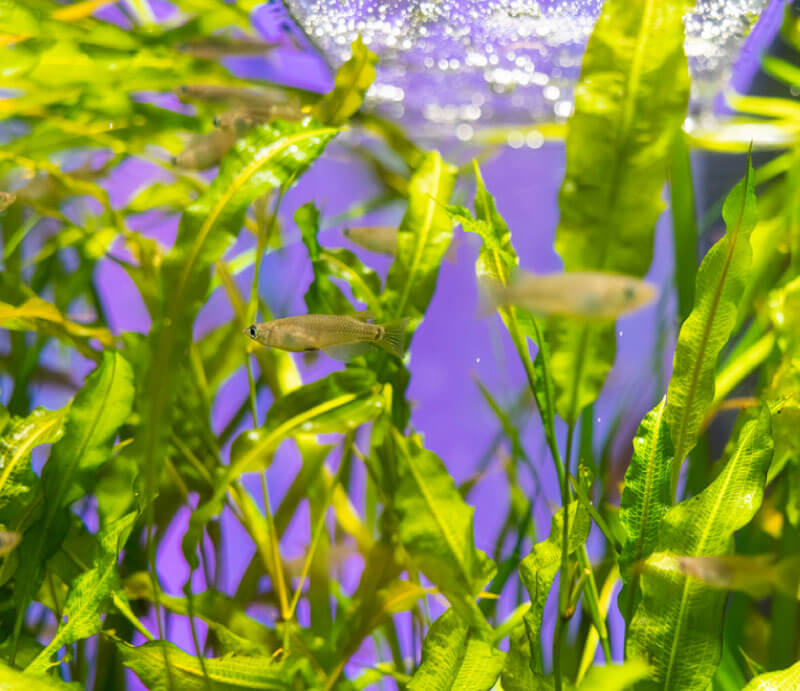 癒しの水中庭園「山紫水明（さんしすいめい）」