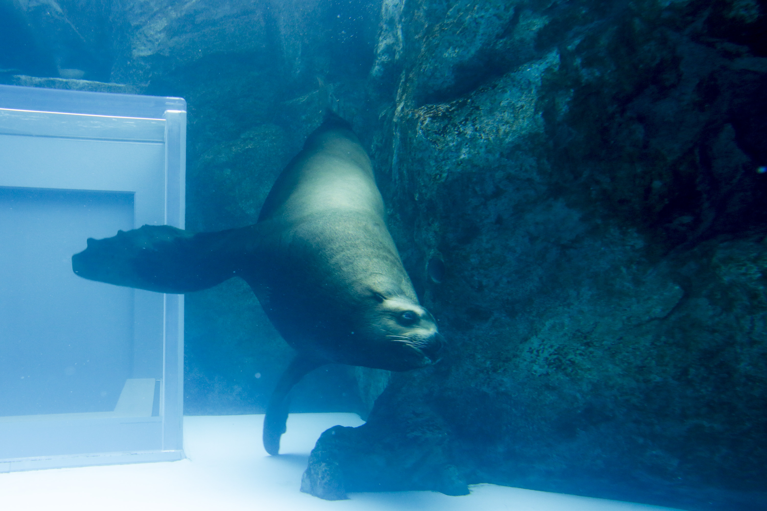 トドプール(1階)