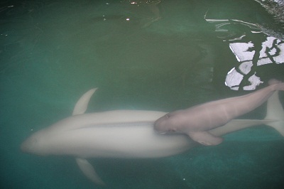 ニコノコ2 ニコノコ2