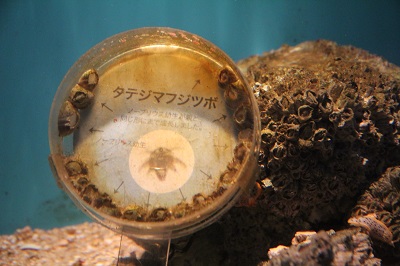 フジツボ フジツボ