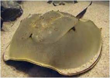 et2_kabuto et2_kabuto