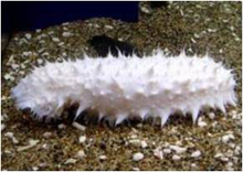 et3_manamako et3_manamako