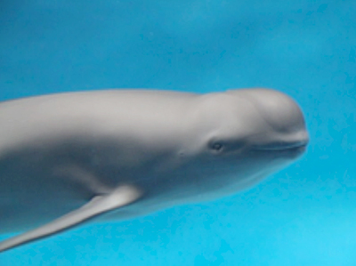 スナメリ父 スナメリ父