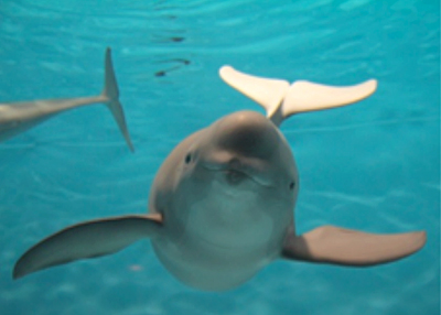 スナメリ母 スナメリ母