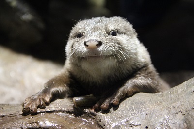 コツメ1 コツメ1