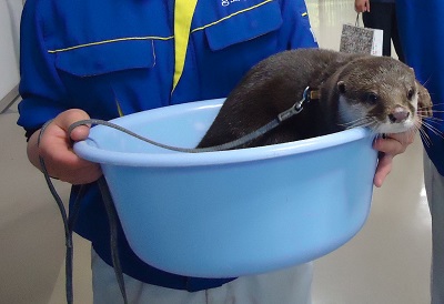 お散歩エイタ お散歩エイタ