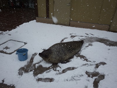 雪とアザラシ2.jpg