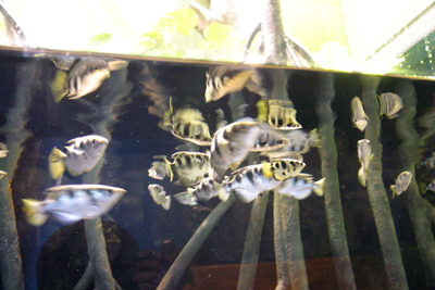 te-soudatu te-soudatu