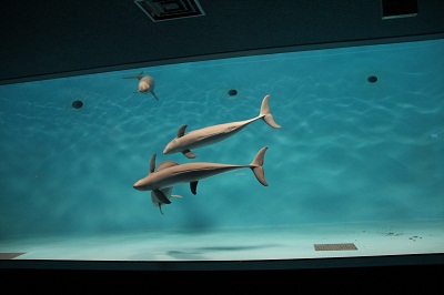 スナメリ水槽01 スナメリ水槽01