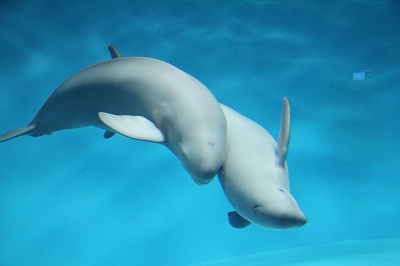 スナメリすりあい行動 スナメリすりあい行動