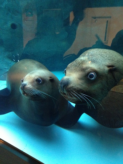 ヨネコマ ヨネコマ