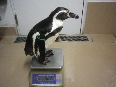 ペンギン ペンギン