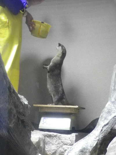 カワウソ カワウソ