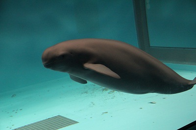 スナメリコハル スナメリコハル