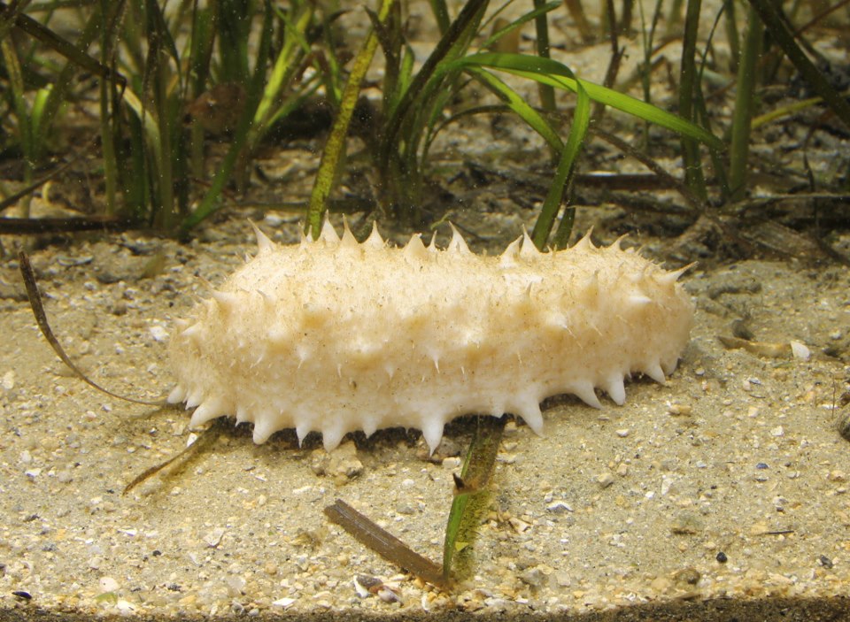 白いナマコ 白いナマコ