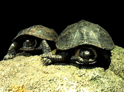 クサガメ クサガメ