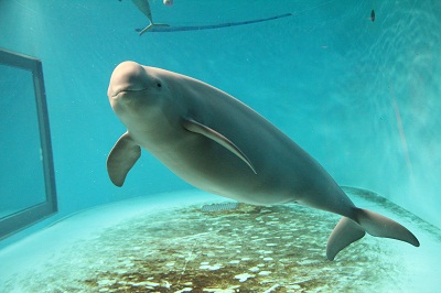 コハル1 コハル1