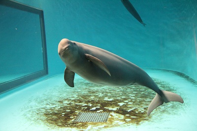 コハル2 コハル2