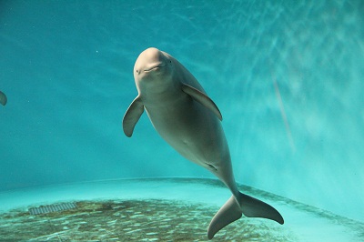 コハル3 コハル3