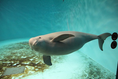 コハル5 コハル5