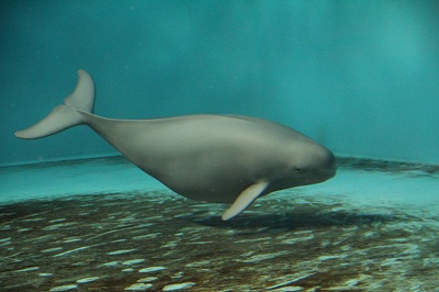 コハル6 コハル6