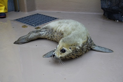 アザラシ赤ちゃん2 アザラシ赤ちゃん2