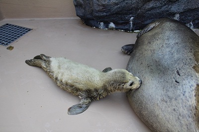 アザラシ赤ちゃん3 アザラシ赤ちゃん3