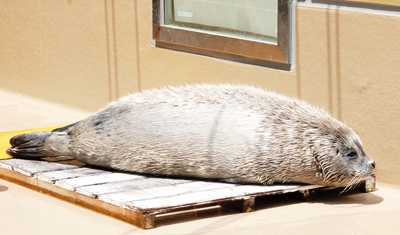 アザラシ赤ちゃん アザラシ赤ちゃん