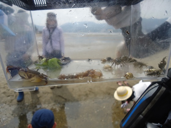 ケースの中 ケースの中
