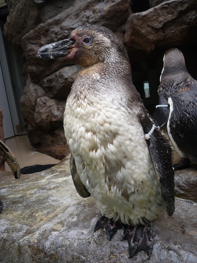 アンディ1 アンディ1