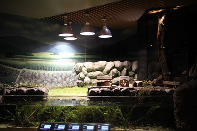 田んぼ水槽 田んぼ水槽