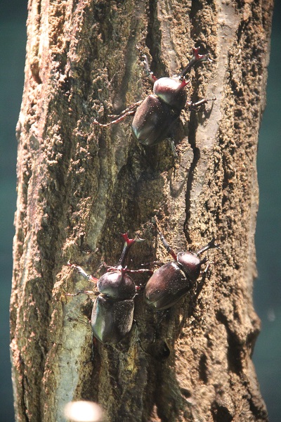 カブトムシ成虫 カブトムシ成虫