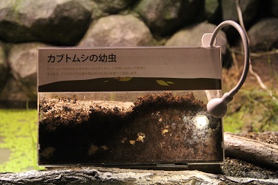 カブトムシ幼虫 カブトムシ幼虫