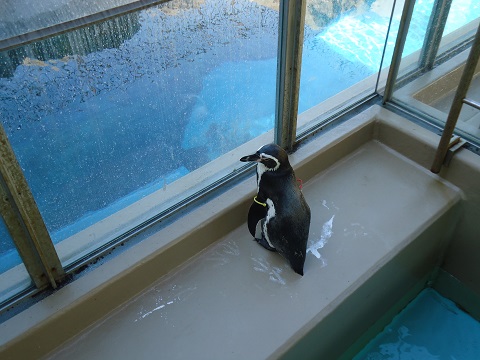 ペンギン1 ペンギン1