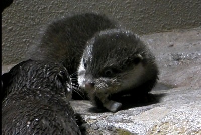 だれにもやらない だれにもやらない