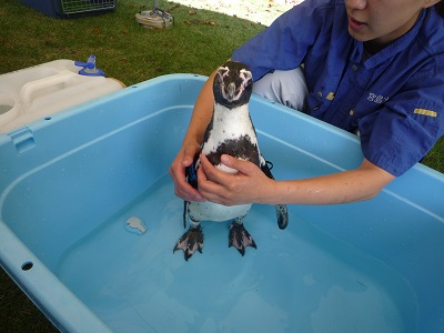 出張ペンギン2 出張ペンギン2