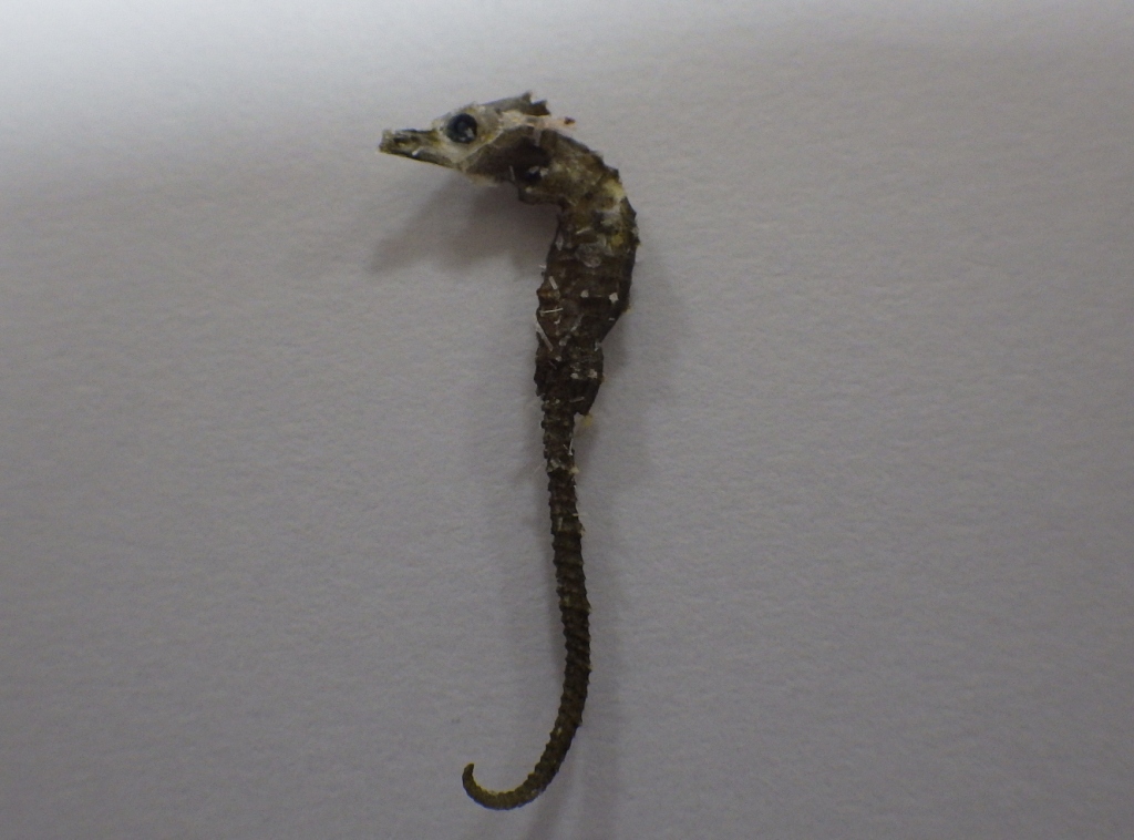 たつのおとしご たつのおとしご