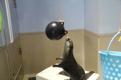 ウルトのおもちゃ ウルトのおもちゃ