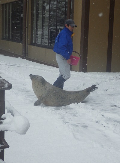 お散歩アザラシ お散歩アザラシ