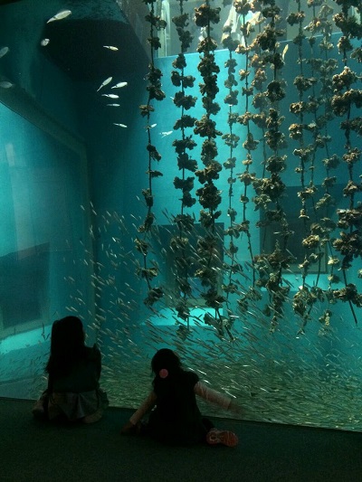カキイカダ水槽 カキイカダ水槽