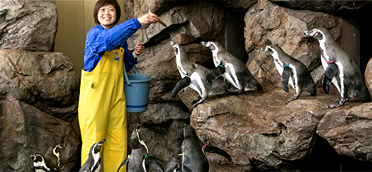 Penguin Feeding