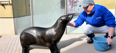 海狗的散步时间